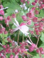 Geranium vivace