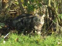 Simba, mon chat