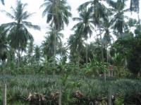 Cocotiers