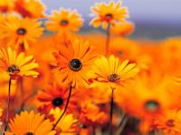 Fleur couleur soleil
