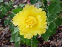 Rose de Sierre