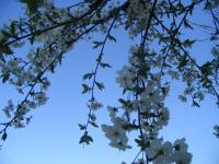 Cerisier blanc