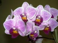 Phalaenopsis hybride