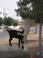 Chèvres au Maroc