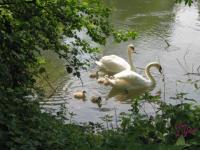 Promenade familiale