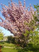 Arbre du printemps