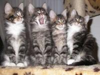 Le chant des chats