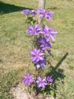 Clématites