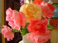 Roses tendres