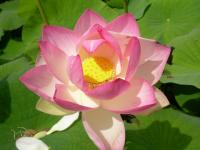 Fleur de lotus - Vendée