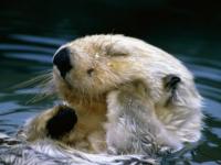 Castor : mal aux dents !!!