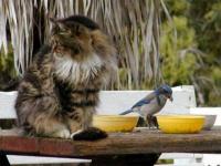 Copains ?