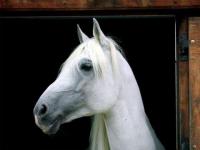 White horse