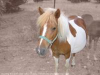 Poney