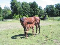Magic Mountain Star & sa fille