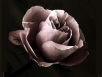 Tout commença par une Rose...