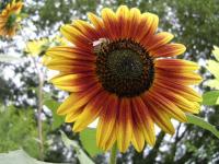 Abeille sur tournesol