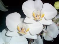 Phalaenopsis Alexandrapeaerez