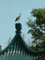 Cigogne à Paradisio
