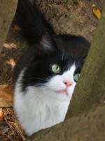 La chatte Grinpesse