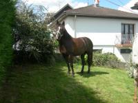 Mon poney Maestro