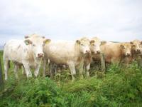 Les 5 vaches
