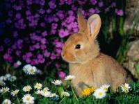 Lapin en foret