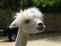 Lama blanc