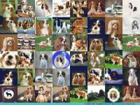 Cavalier king charles