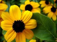 De amarillo