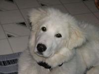 Ma chienne Belle