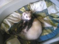 Le furet