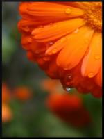 Gerbera automnal