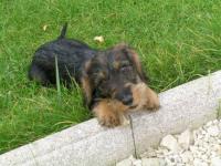 La petite chipie