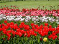 Jardins de Villandry
