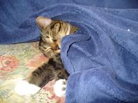 Sous la couverture
