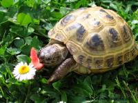 La tortue qui mange une fraise