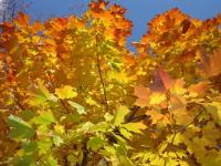 Couleurs d'autonne