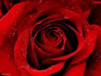 Rosa red