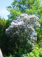 Un peu en retard ce lilas !