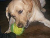 Mon chien scoubidou