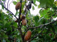 Cacaoyer : cabosses