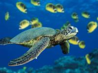 Une tortue