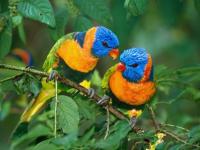 Duo coloré