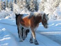Poney de neige