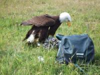 Aigle