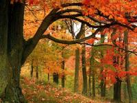 Couleur automnale