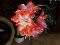 Amaryllis2