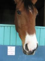 Tête de cheval