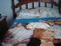 Sleepy et ses semblables